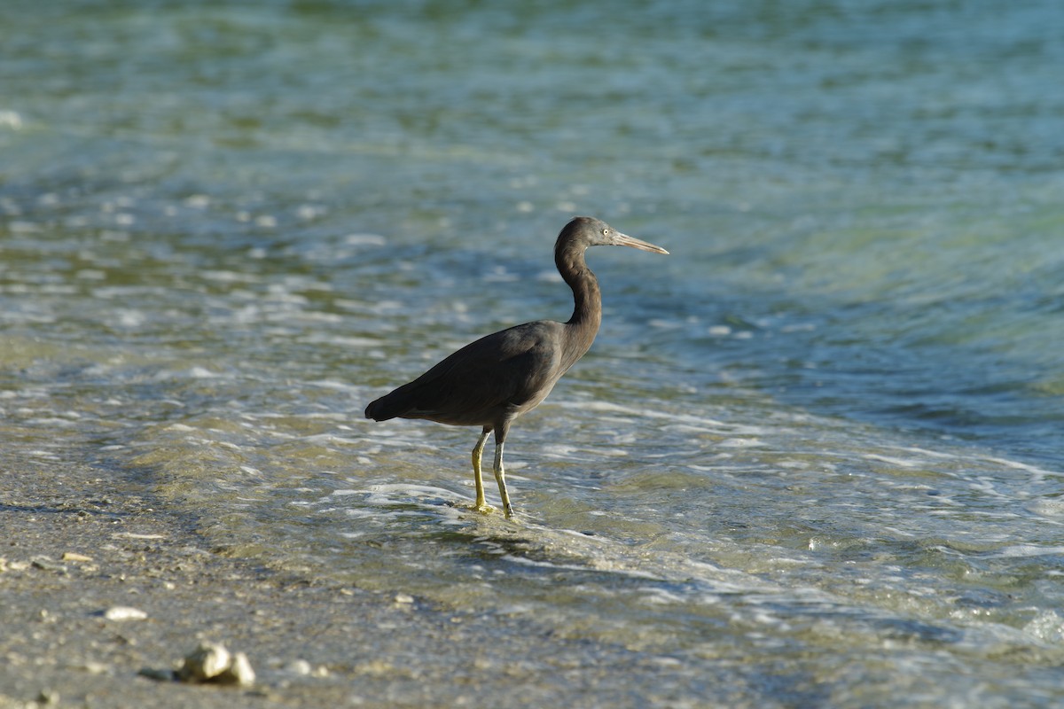 Pacific Reef-Heron - ML468451151