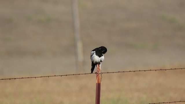 Yellow-billed Magpie - ML468451181