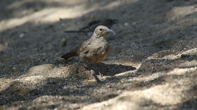 California Thrasher - ML468451411