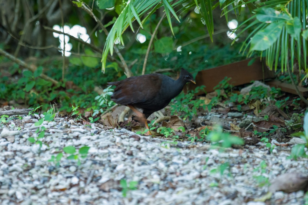 Rotbein-Großfußhuhn - ML468452021