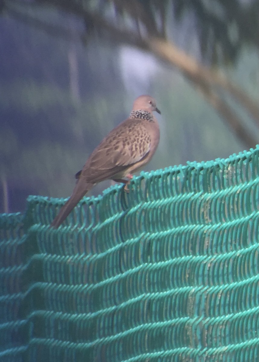 Spotted Dove - ML468457141