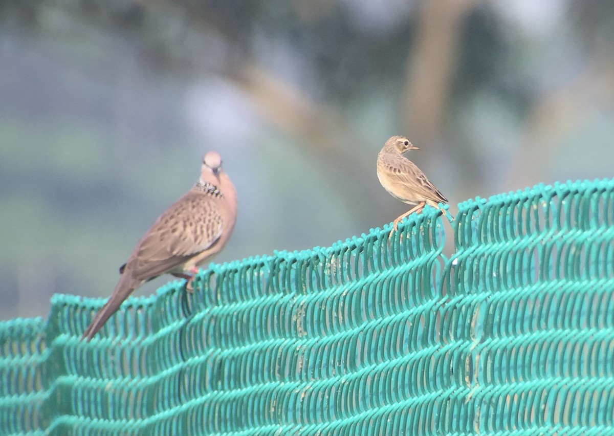 Spotted Dove - ML468457161