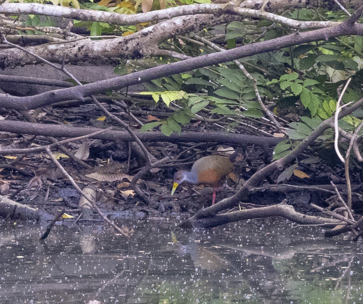 Gray-cowled Wood-Rail - ML468457181