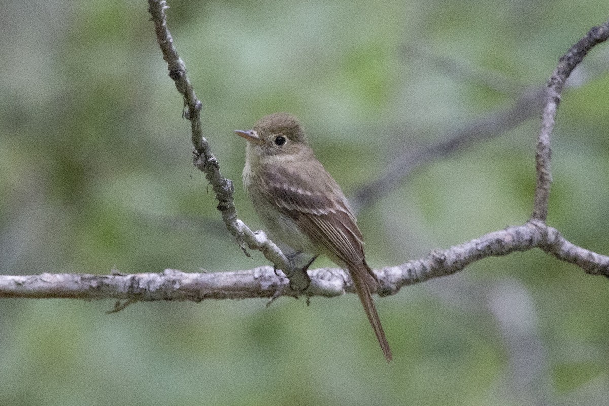 Western Flycatcher (Cordilleran) - ML468457301