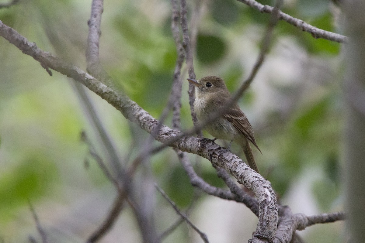 Western Flycatcher (Cordilleran) - ML468457311