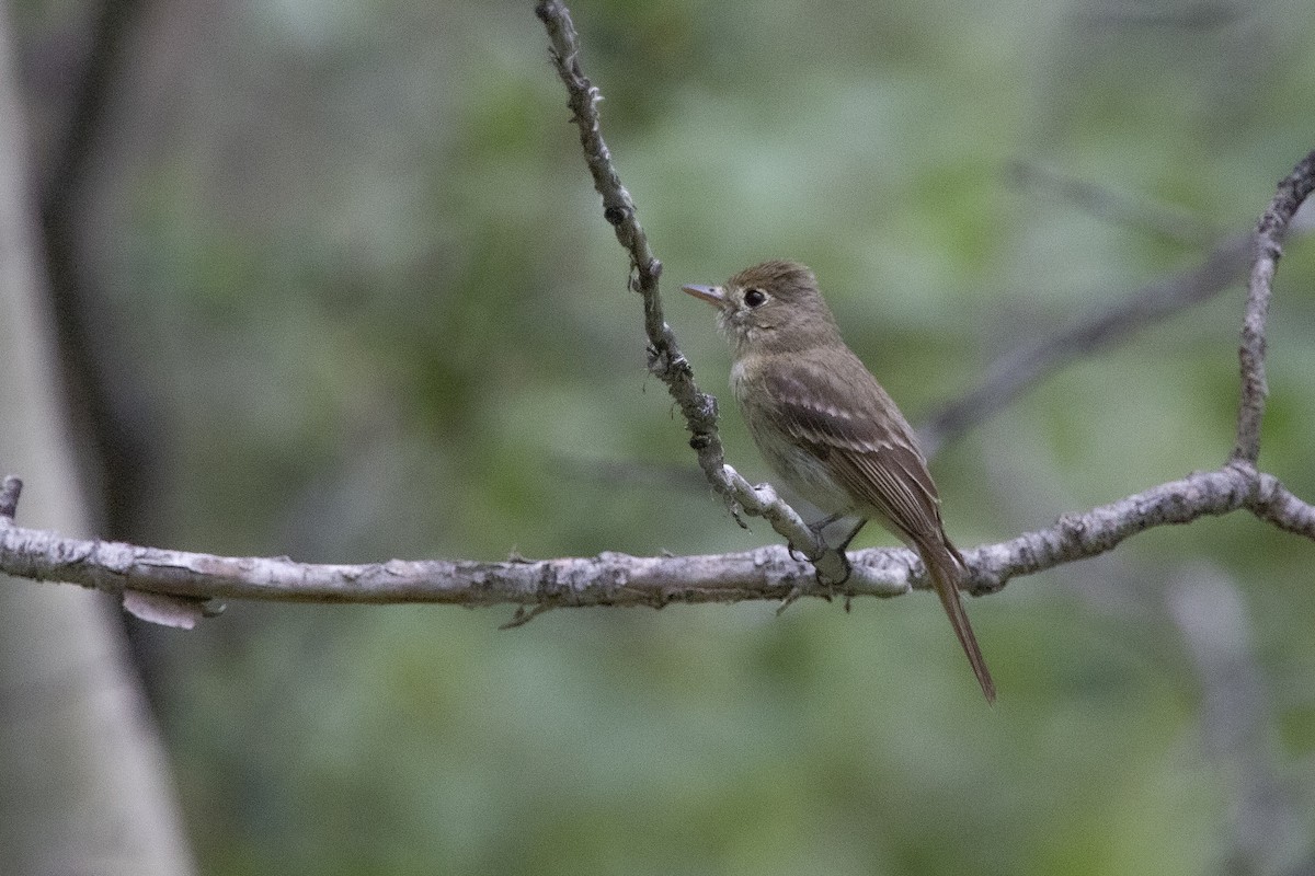 Western Flycatcher (Cordilleran) - ML468457321