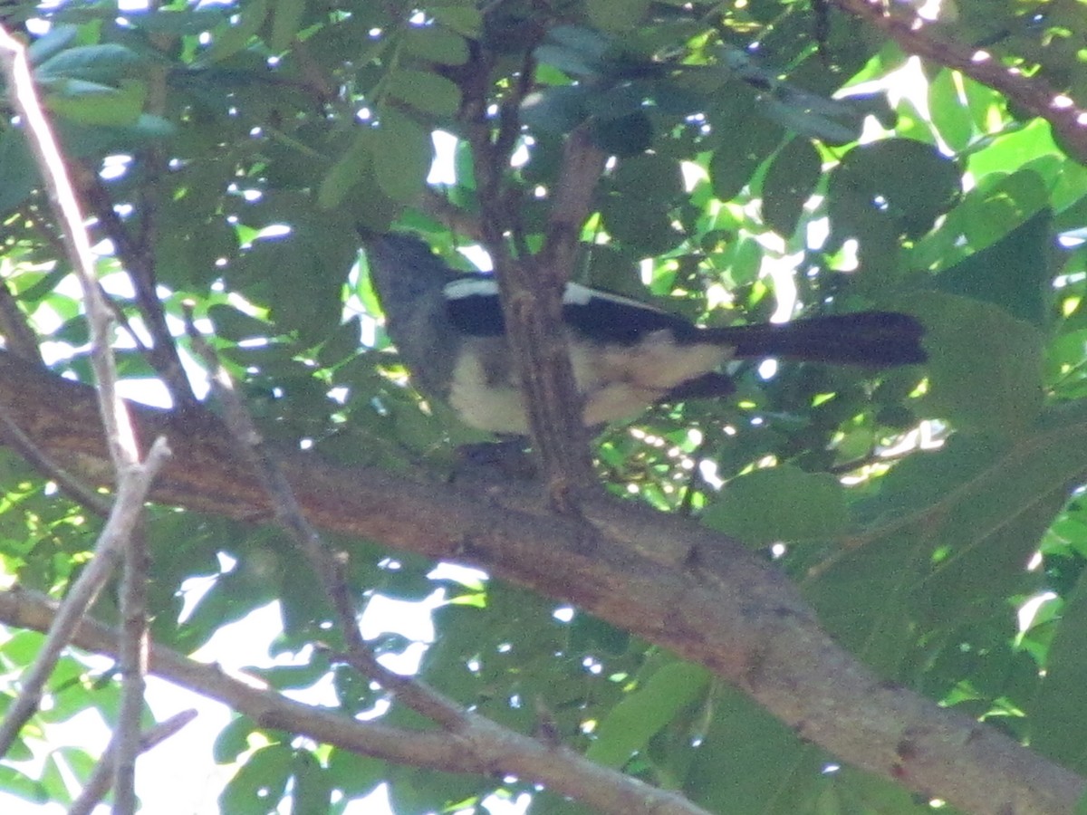 Philippine Magpie-Robin - ML468457631