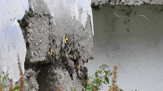 European Goldfinch - ML468459041