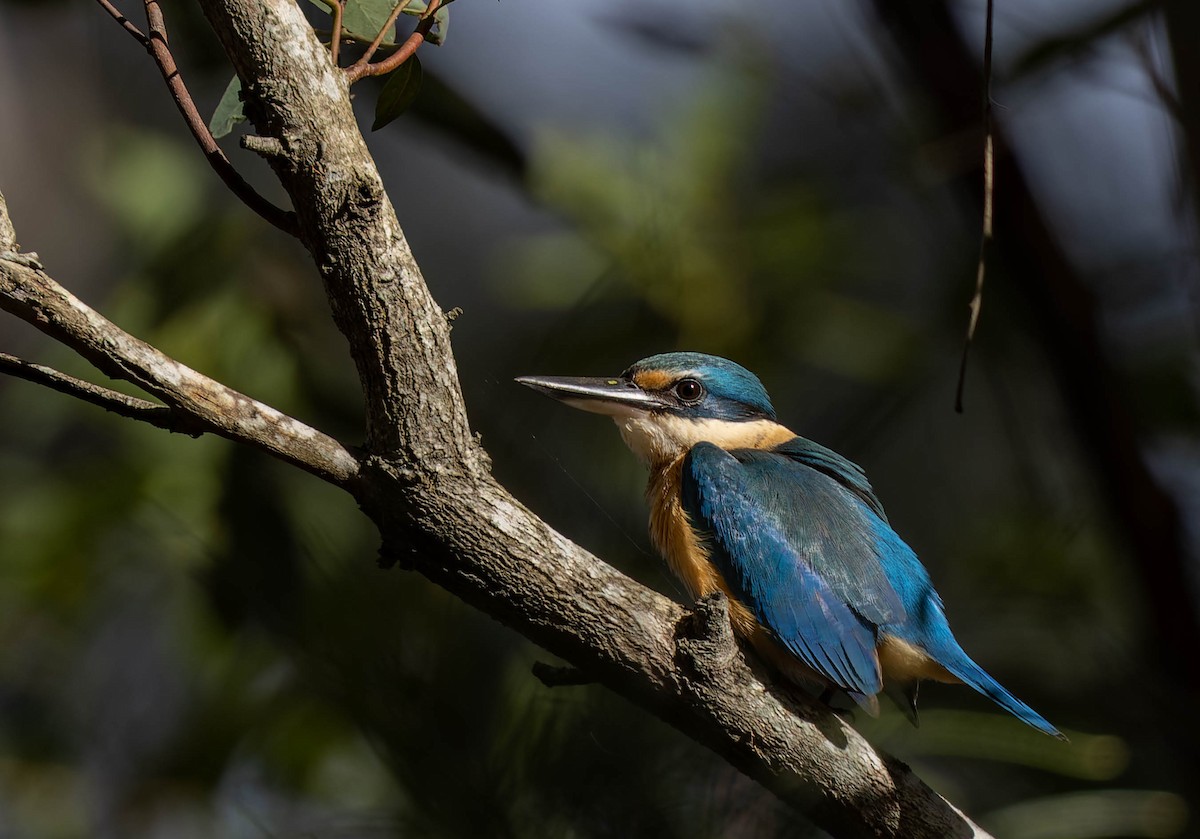 Sacred Kingfisher - ML468459461