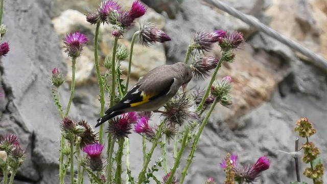 European Goldfinch - ML468460411