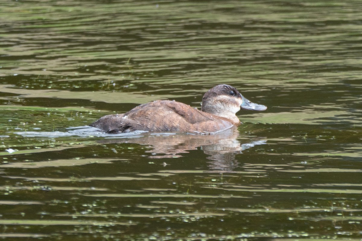 Ruddy Duck - ML468461171