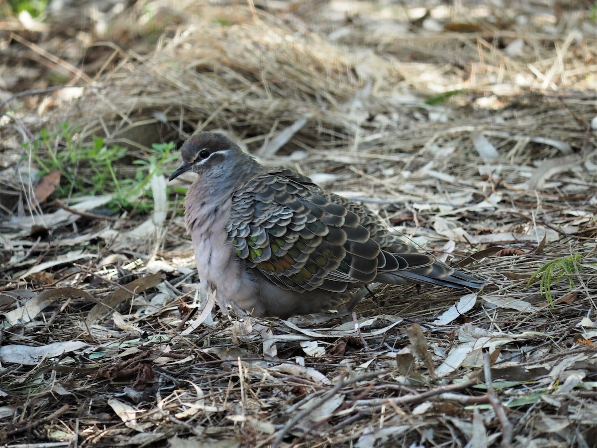 Common Bronzewing - Chris Fleming