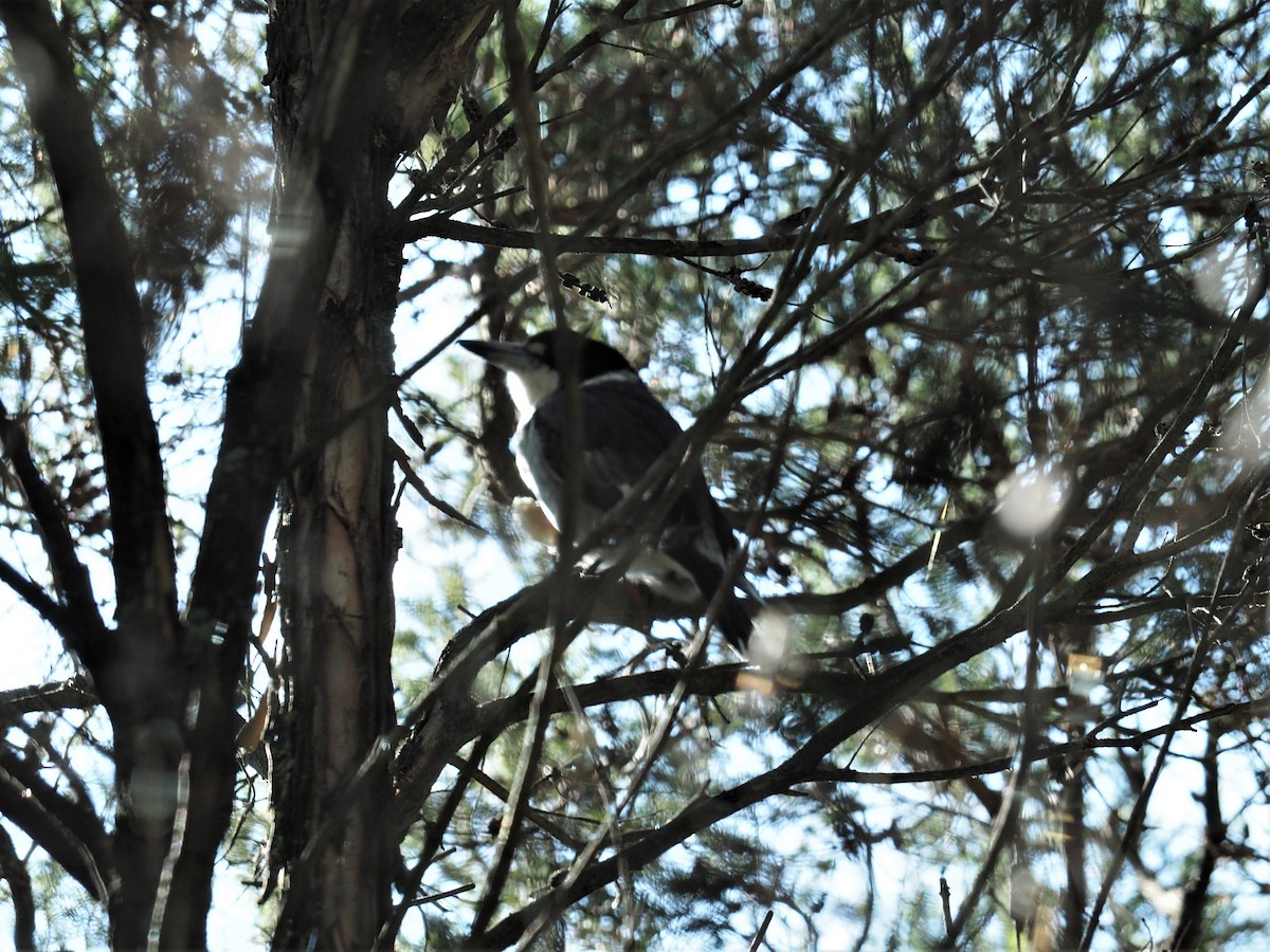 Gray Butcherbird - ML468463911