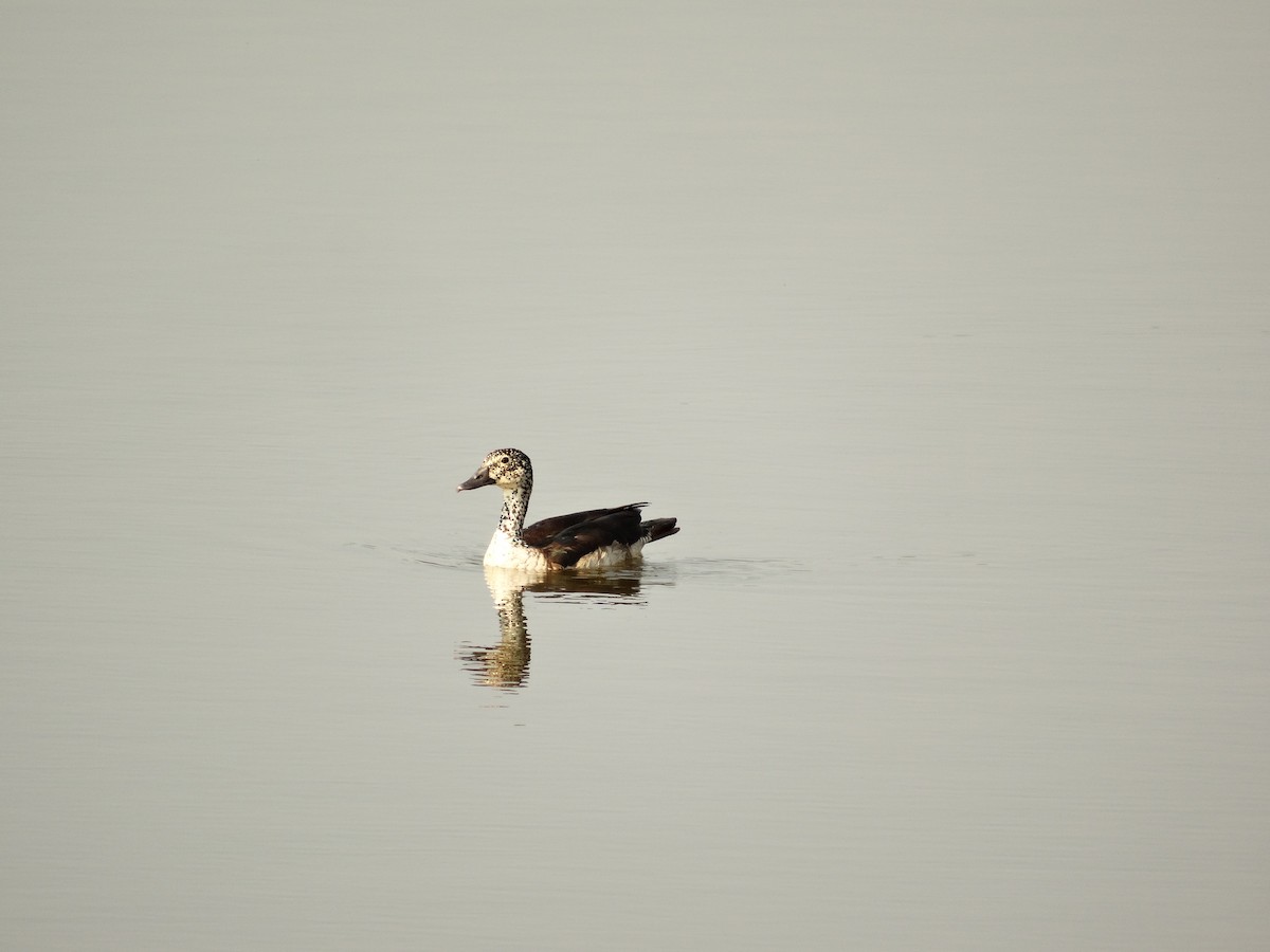 Knob-billed Duck - ML46846491