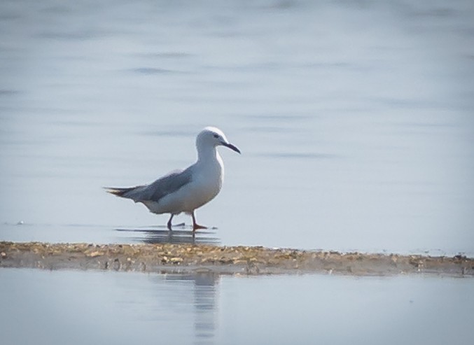 Slender-billed Gull - ML468465421