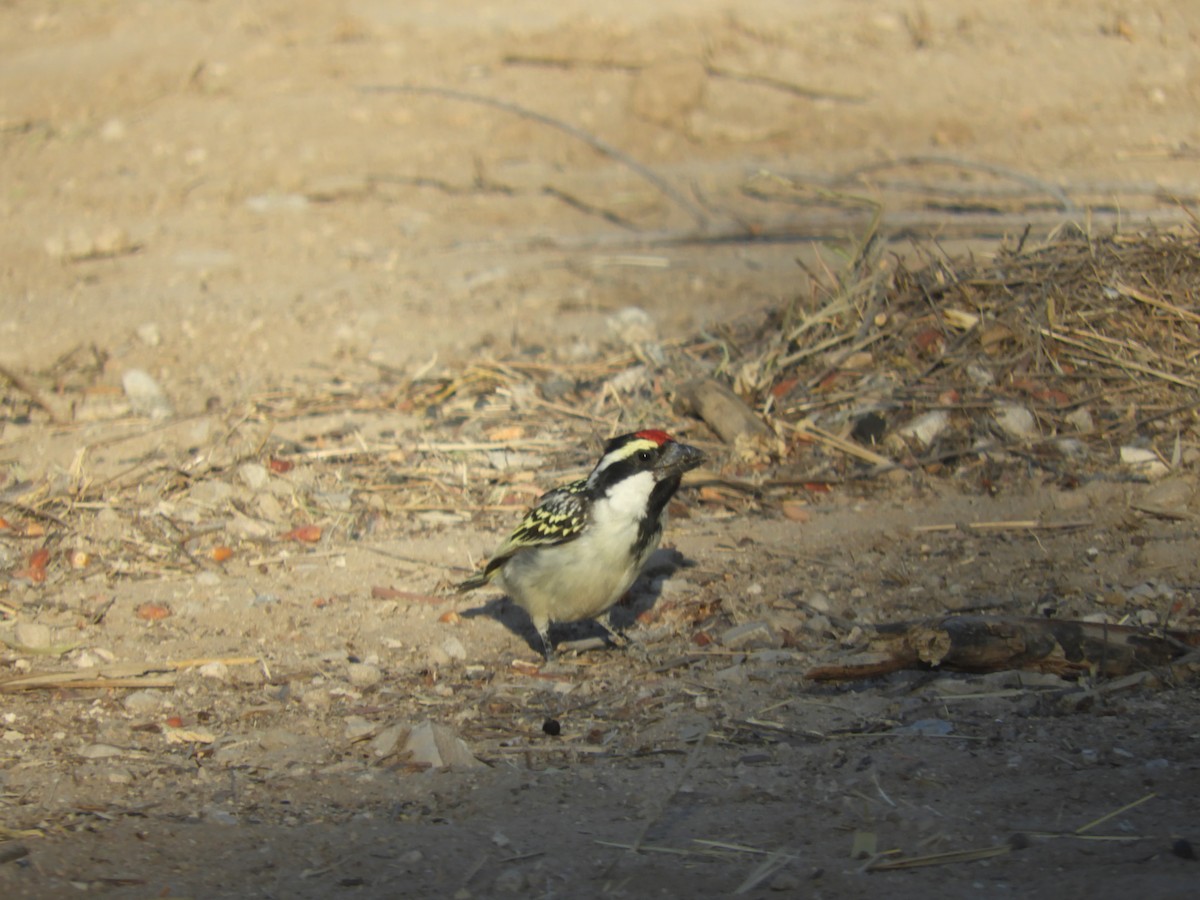 Pied Barbet - ML468465571