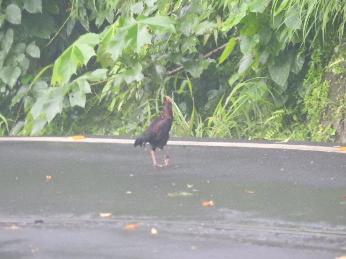 Red Junglefowl - ML468465881