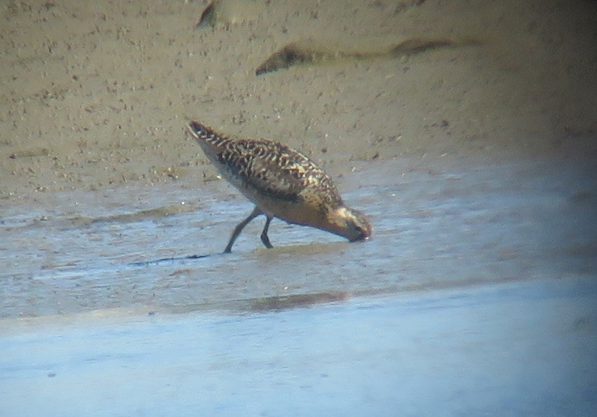 Short-billed Dowitcher - Noah Arthur