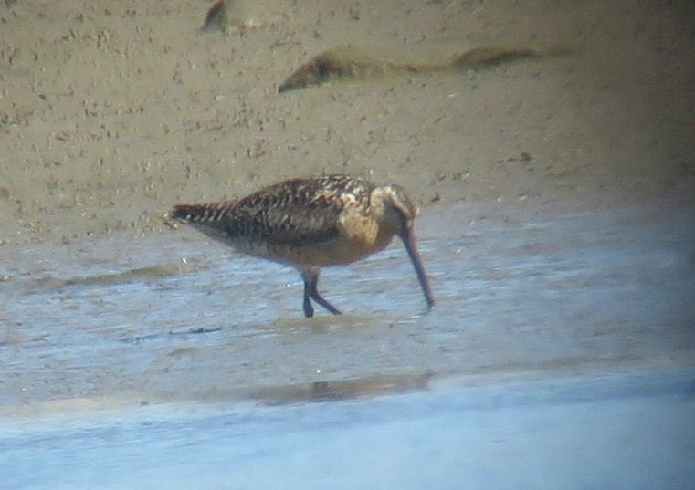 Short-billed Dowitcher - Noah Arthur