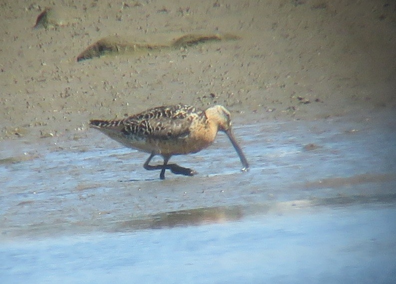 Short-billed Dowitcher - Noah Arthur