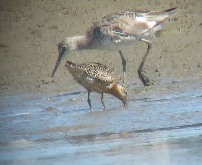 Short-billed Dowitcher - ML468467341