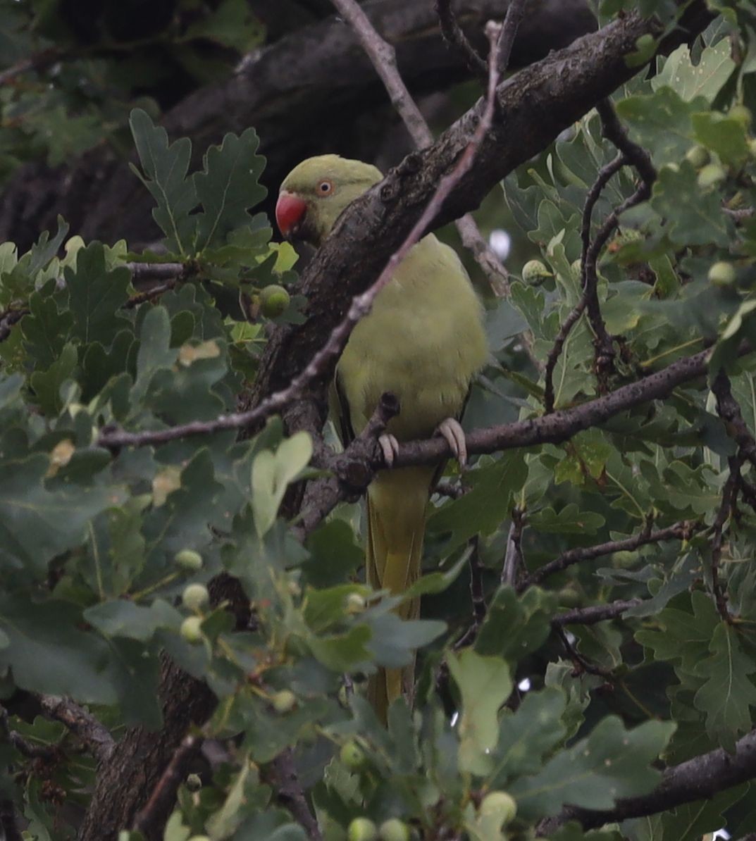 Rose-ringed Parakeet - Grzegorz Neubauer