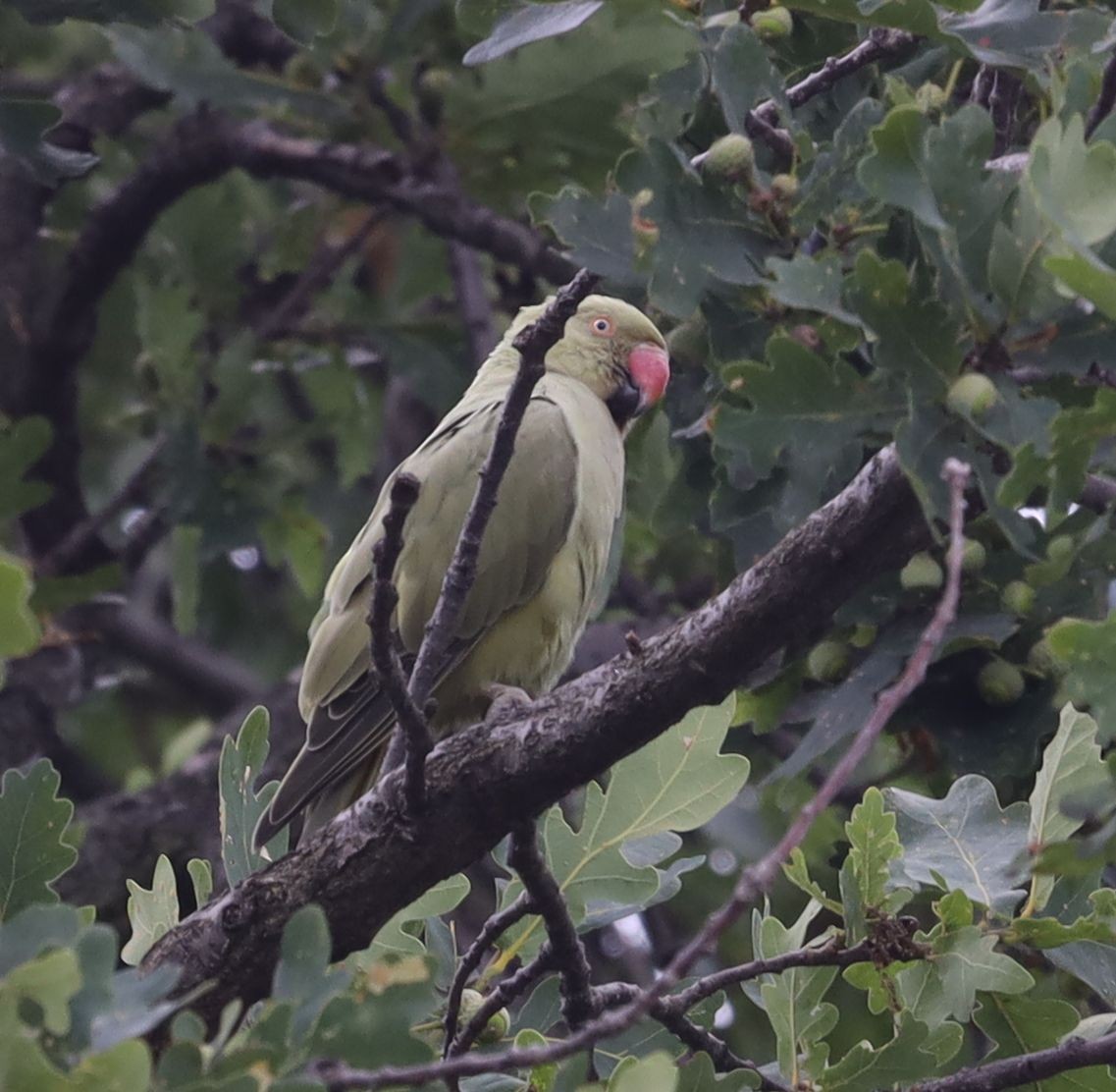 Rose-ringed Parakeet - Grzegorz Neubauer