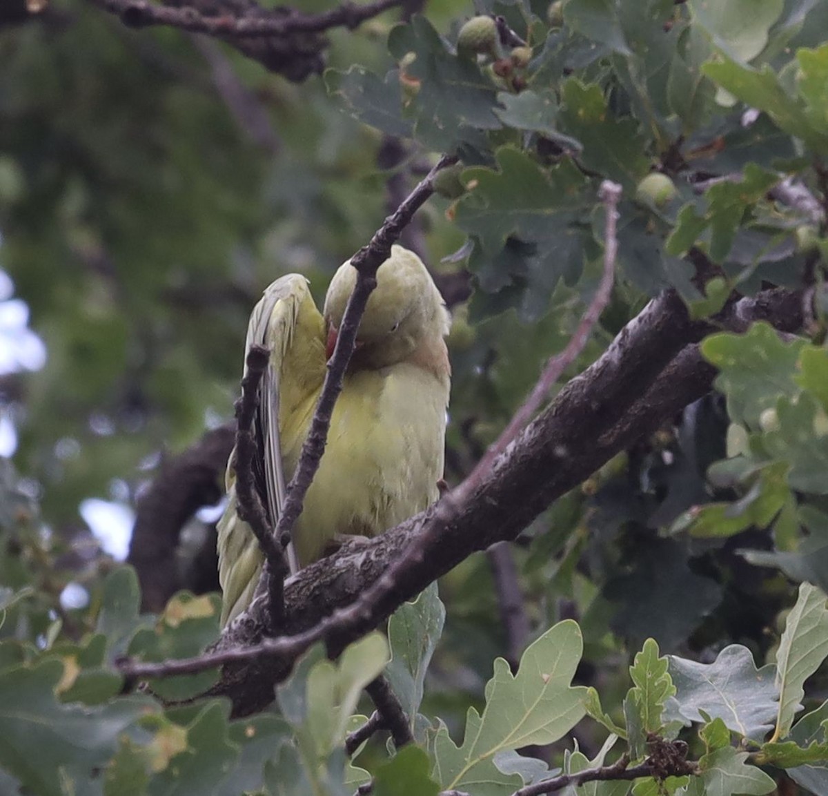 Rose-ringed Parakeet - Grzegorz Neubauer