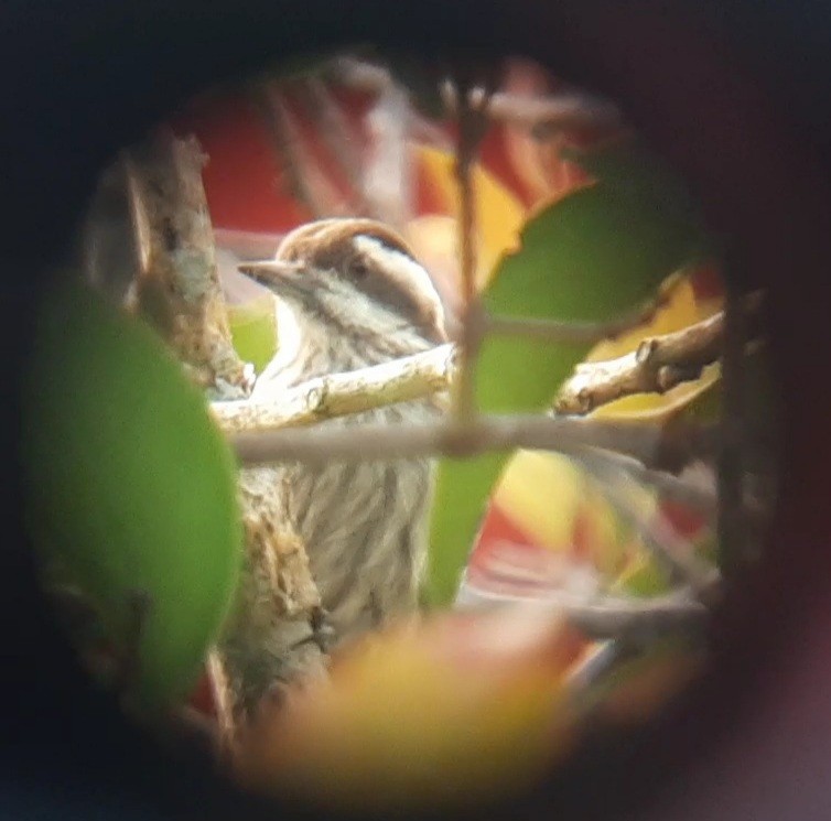 Sunda Pygmy Woodpecker - ML468469031