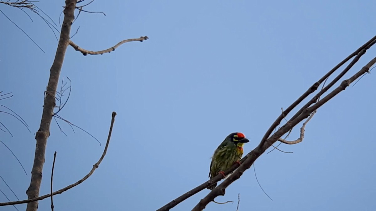 Coppersmith Barbet - ML468469081