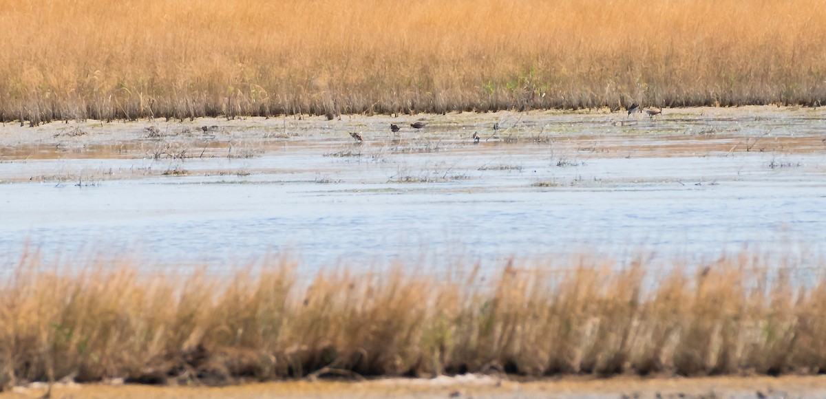 Common Sandpiper - ML468469871