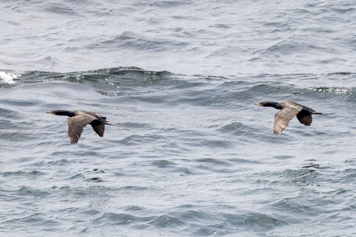 Cormorán Orejudo - ML468470391