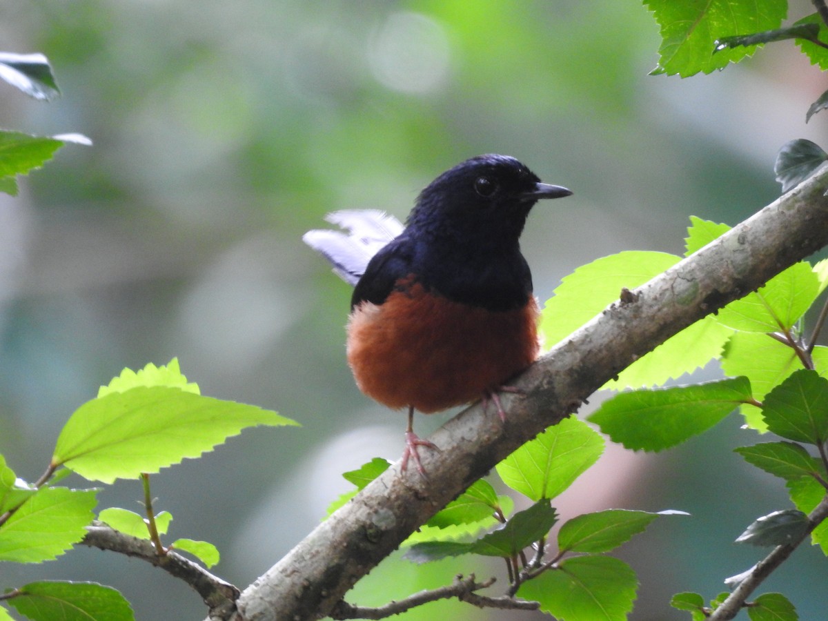 White-rumped Shama - ML468471301