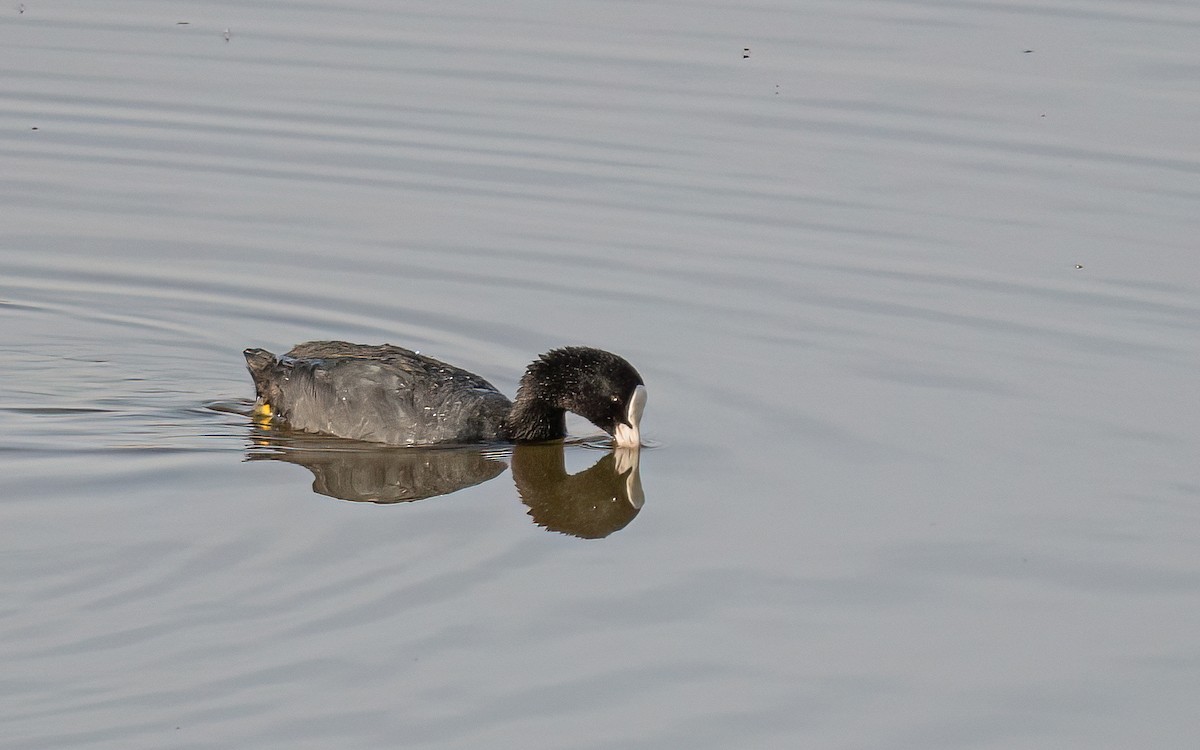 Eurasian Coot - Wouter Van Gasse