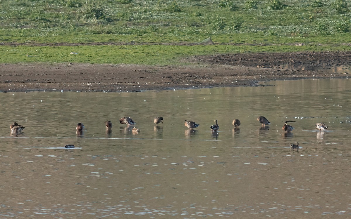 Canard colvert - ML468471461