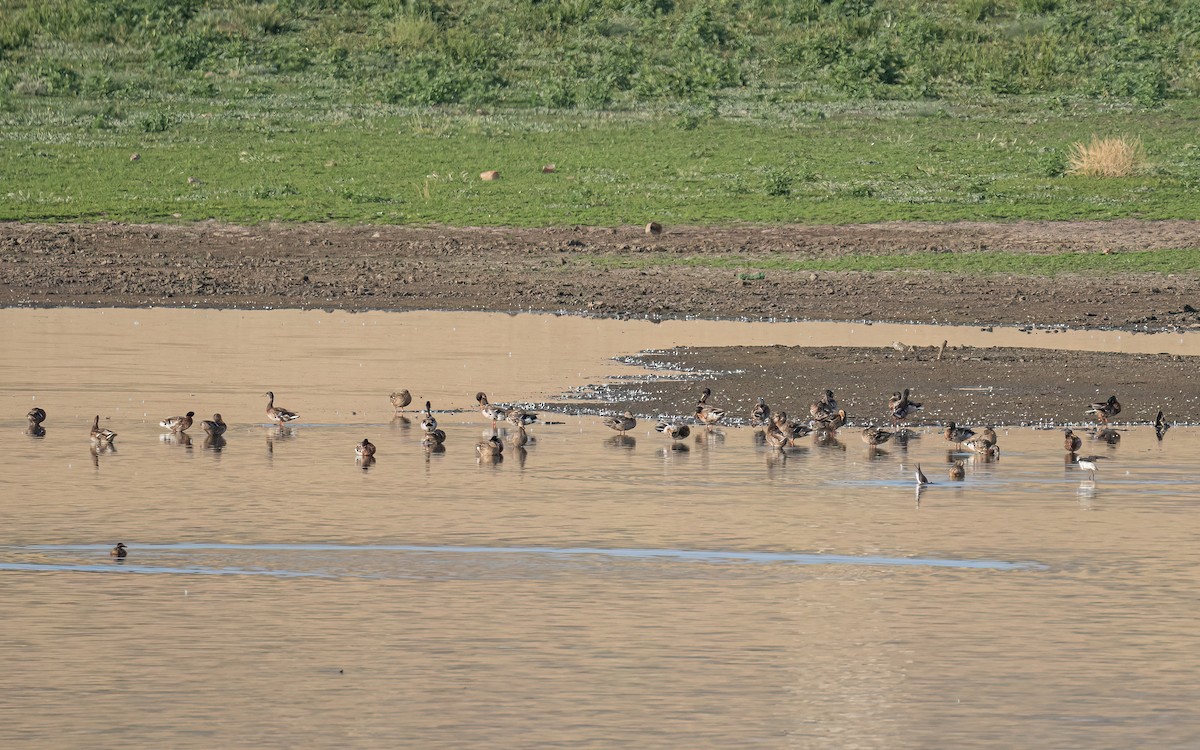 Canard colvert - ML468471471