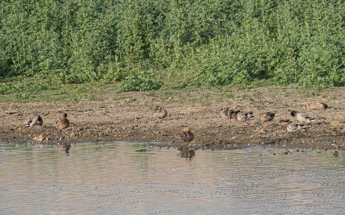 Canard colvert - ML468471521