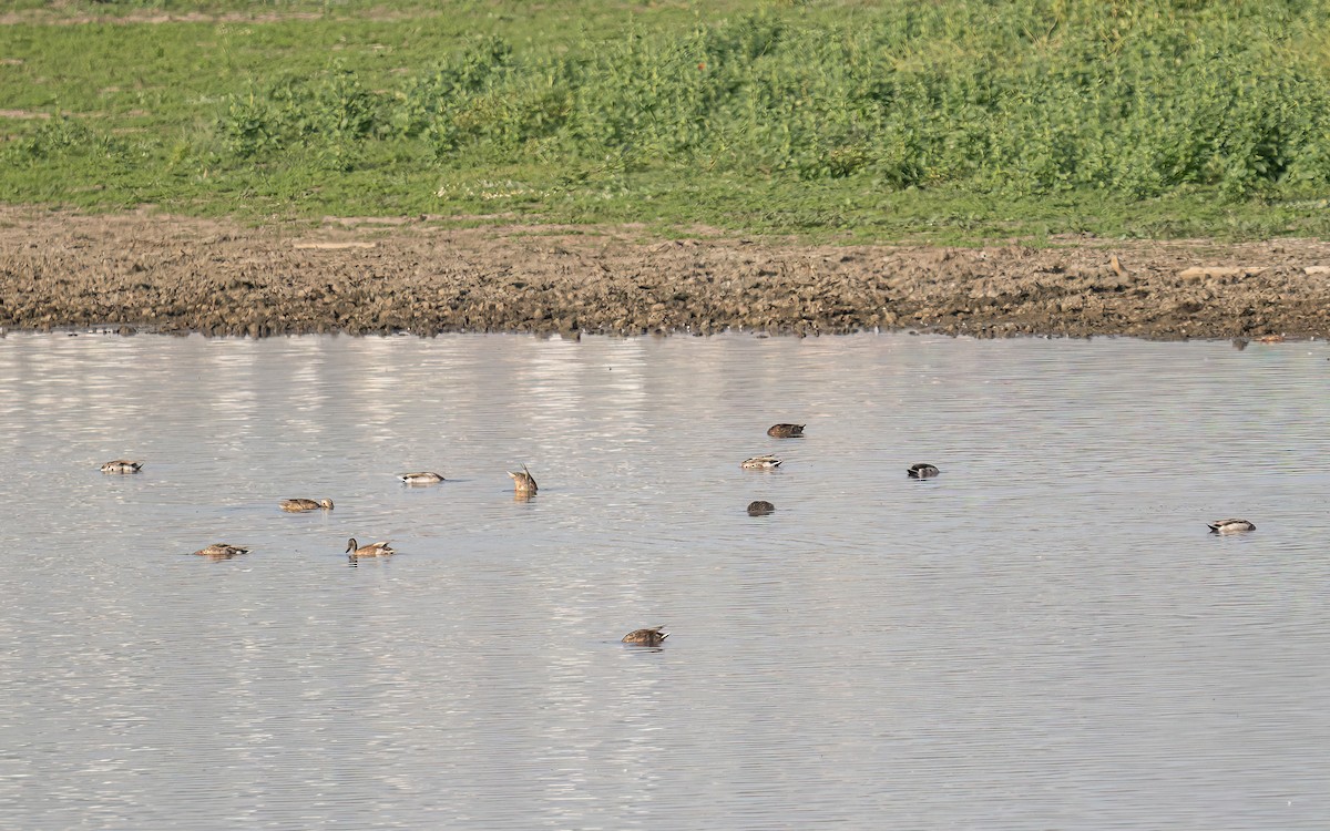 Mallard - Wouter Van Gasse