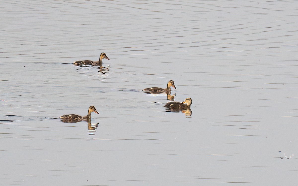 Canard colvert - ML468471661