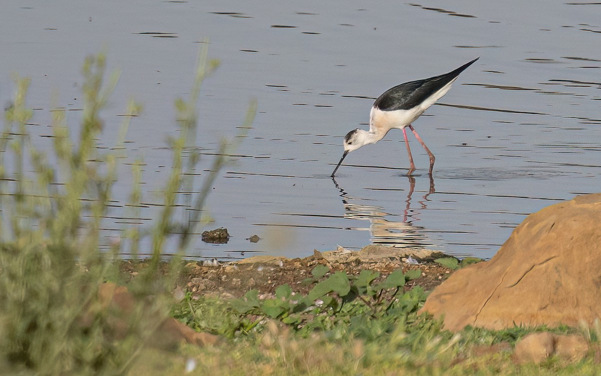 Black-winged Stilt - Wouter Van Gasse