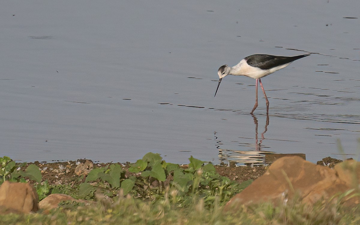 Échasse blanche - ML468471781