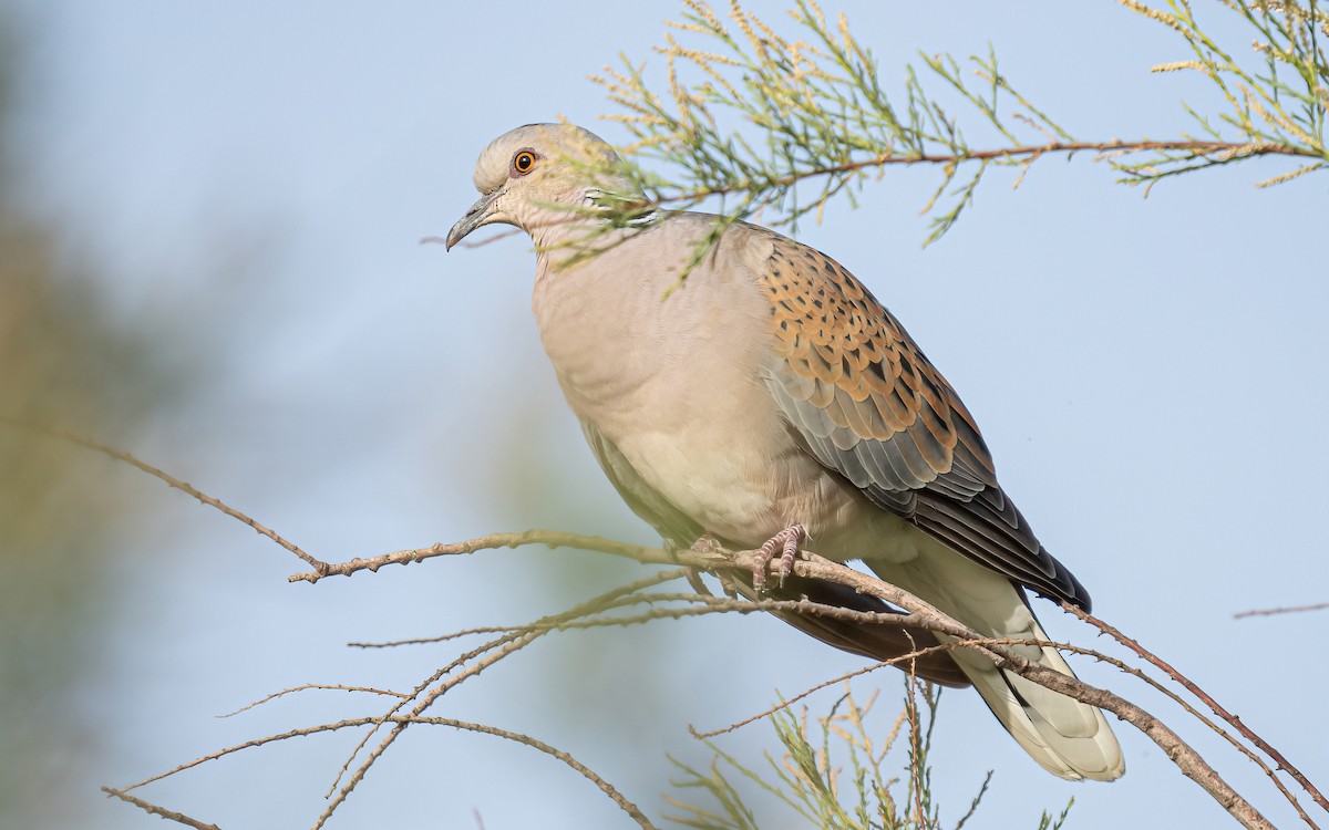 European Turtle-Dove - ML468471921