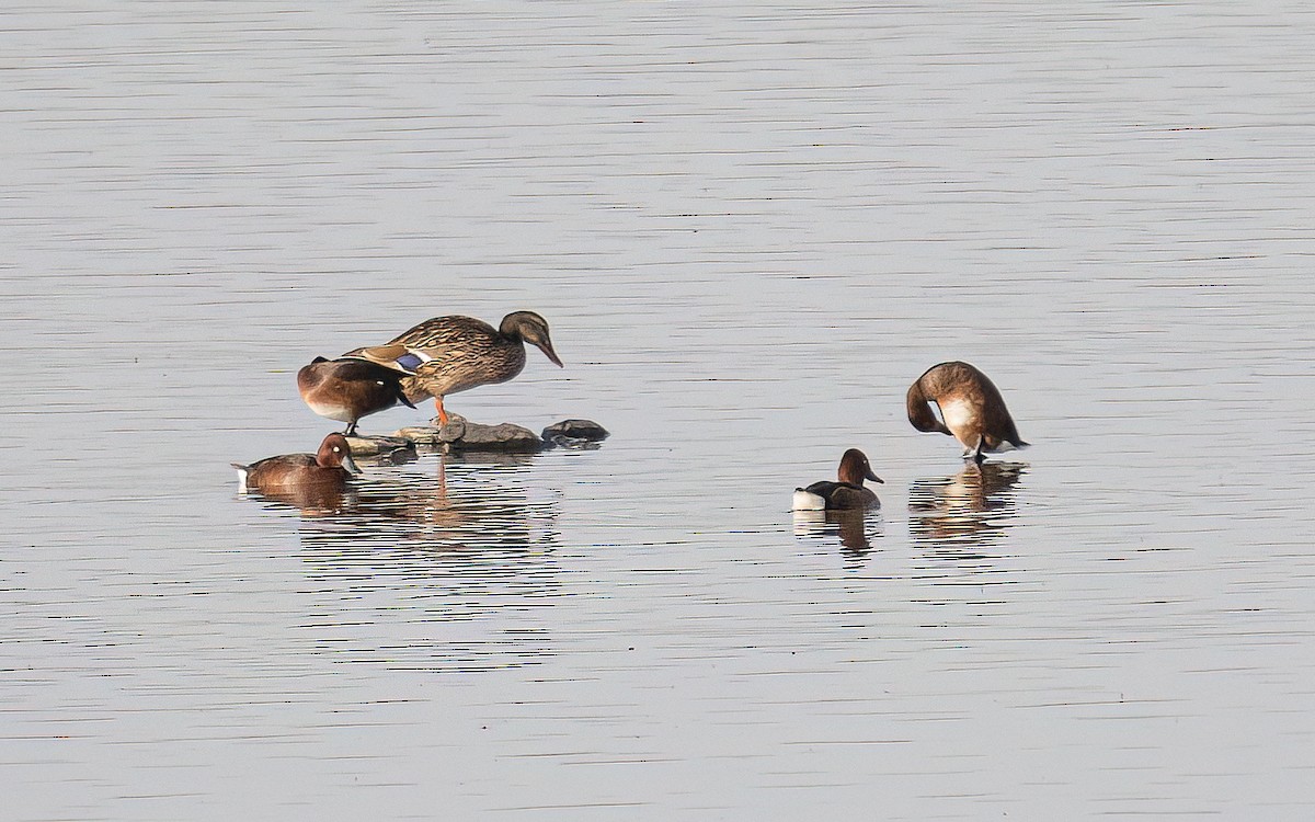 Ferruginous Duck - ML468472141