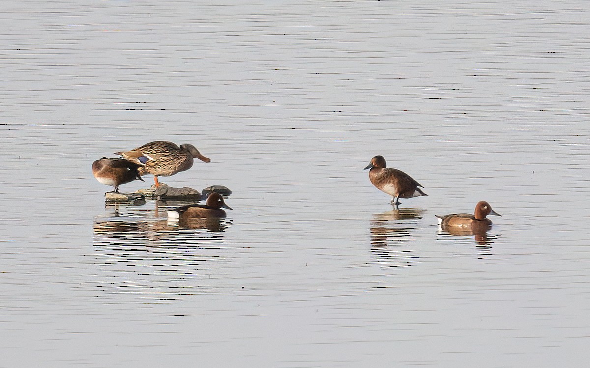 Ferruginous Duck - Wouter Van Gasse