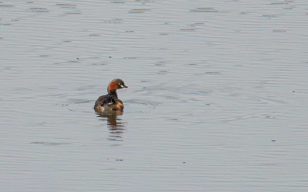 Zampullín Común (grupo ruficollis) - ML468472261