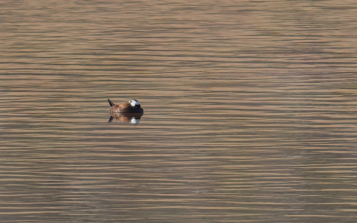 White-headed Duck - Wouter Van Gasse