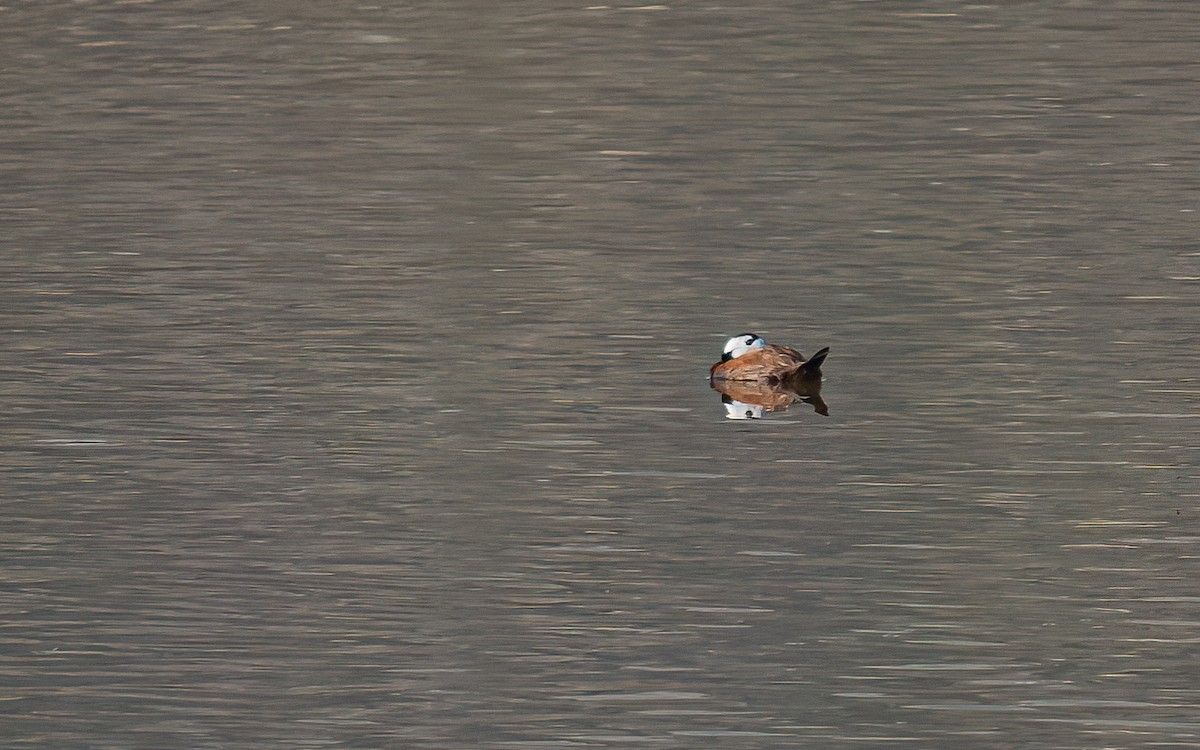 White-headed Duck - Wouter Van Gasse