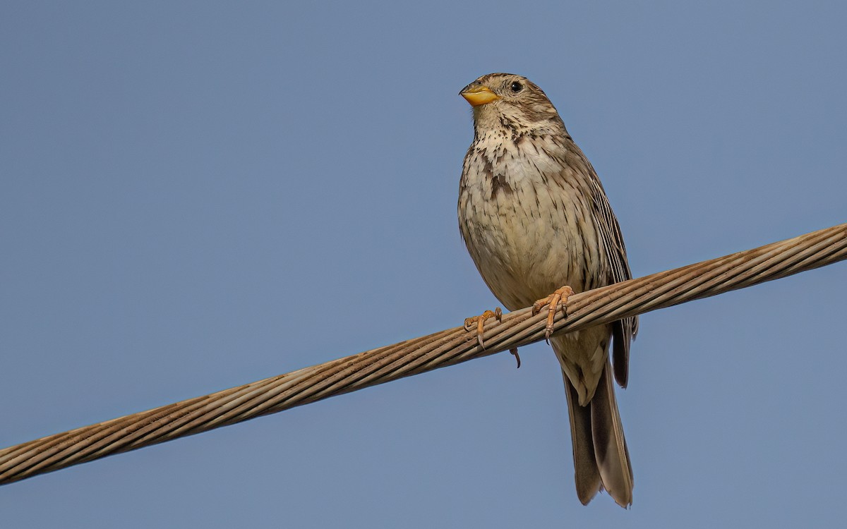 Corn Bunting - Wouter Van Gasse