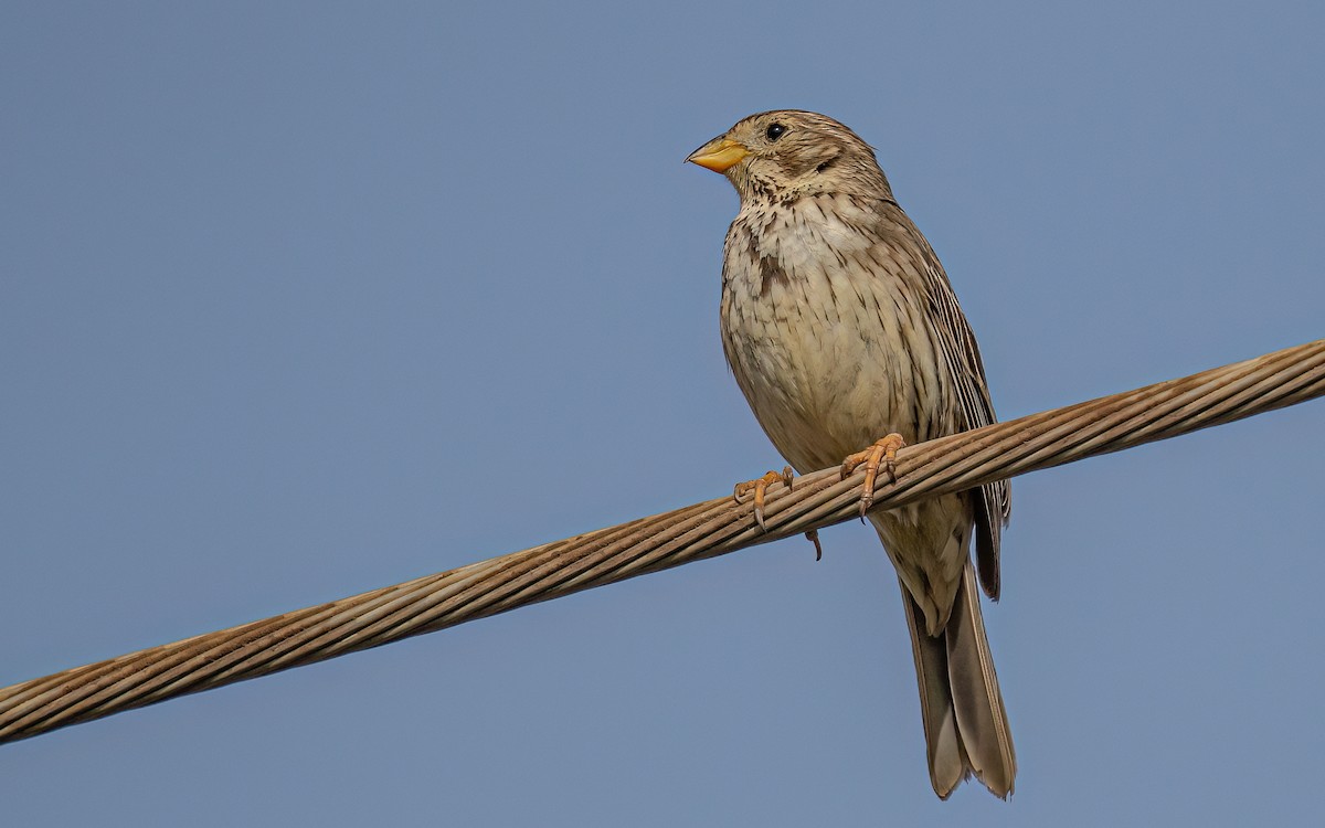 Corn Bunting - Wouter Van Gasse