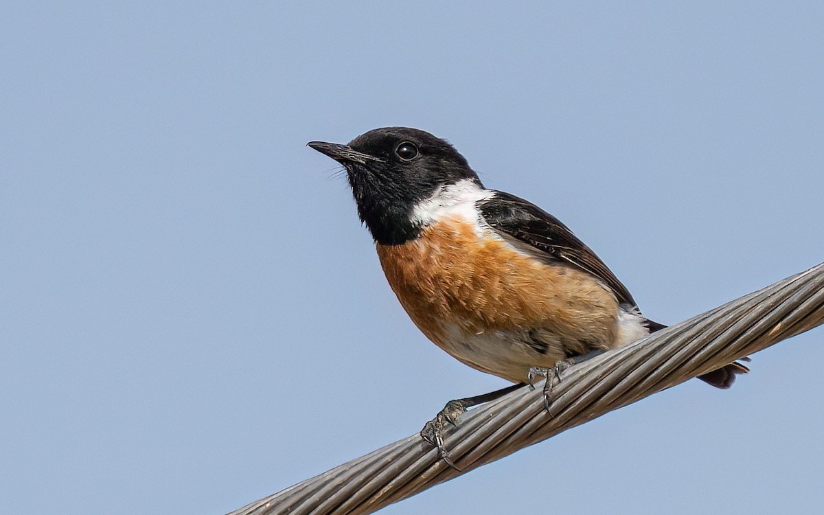 European Stonechat - Wouter Van Gasse